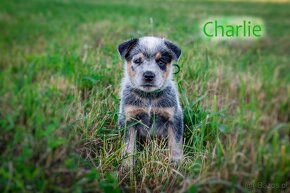 Australian cattle dog - 8