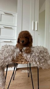 Pudel zabawkowy  / Toy Poodle / Toy Pudle / Той Пудель - 8