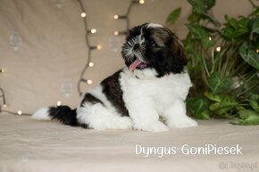 Shih Tzu Tricolor - 8