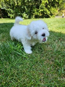 Rasowe Szczenięta Coton de Tulear - 8