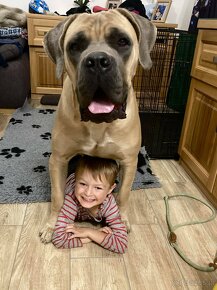 Cane Corso szczenięta - 8