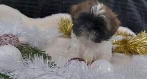 Wesole pieski shih tzu - 8