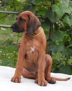 Rhodesian Ridgeback piękne szczenięta wystawowe FCI. - 8