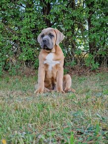 Cane Corso Italiano Puppies (FCI) - 8