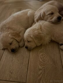 Golden Retriever - 8