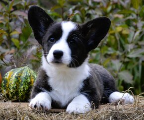 Welsh Corgi Cardigan FCI - 8