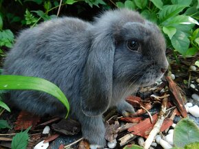 Samiczki mini lop niebieskie - 8