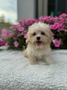 Maltipoo - piesek i suczka - 8