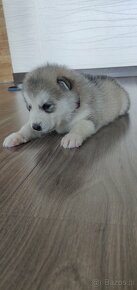 ALASKAN MALAMUTE - 8