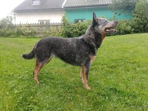 Australian cattle dog FCI - 8