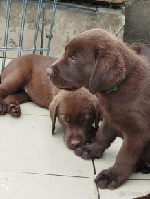 Szczeniaki labrador retriever rodowodowe - 8