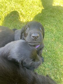 Flat coated retriever štěňata s PP - 8