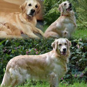 golden retriever - 8