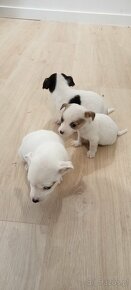 Jack Russell terrier - 8