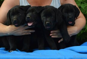 Labrador retriever čierny - 8