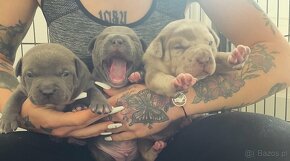 American Bully xl - 8