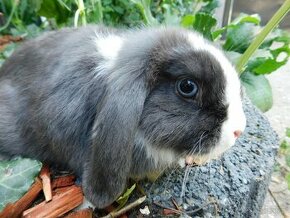 Cudowne samiczki mini lop niebieskie - 8