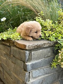 Szczenięta Golden Retriver - 8