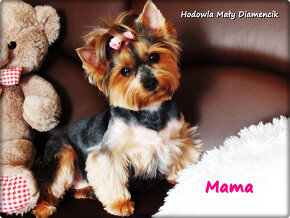 Yorkshire Terrier Bardzo malutki piesek York z Rodowodem - 8