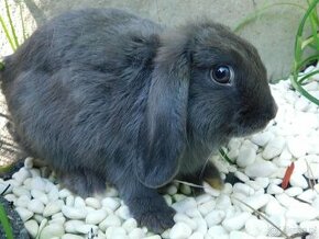 Niebieskie baranki mini lop samiczki - 8