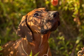 Piękne Rhodesian ridgeback - 8