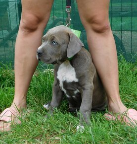 Szczenięta American Bully Xl - XXL Bloodline DDK9 - 8