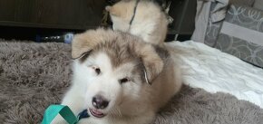 Alaskan malamute - 8