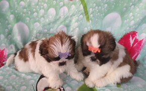 Shih Tzu - 8