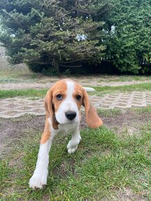 Szczeniak Beagle suczka ZKwP, Gotowa do odbioru - 9