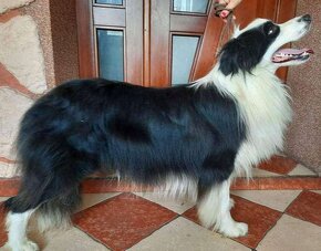 Border collie - 9