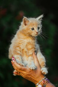 Rudy Kocur Maine coon - 9