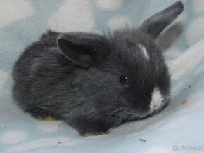 Niebieskie baranki mini lop - 9