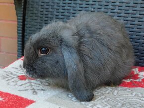 Cudowne baranki mini lop - 9