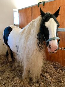 Irish Cob - Luksusowy ogier - 9