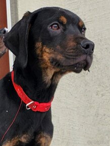 Louisiana Leopard,  Catahoula - 9