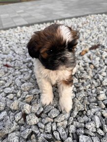 Przepiękne suczki | Emilo Wonderful Shih Tzu - 9