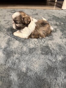 Shih-tzu z rodowodem, Shih tzu, Shi tzu, si cu - 9