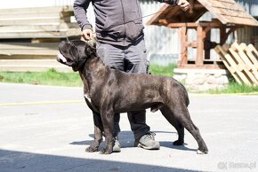 Szczeniaki Cane Corso Italiano - 9