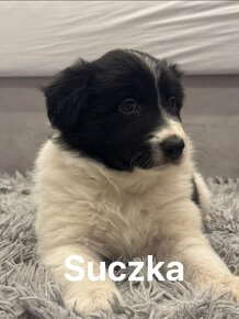 Border Collie szczenięta - 9