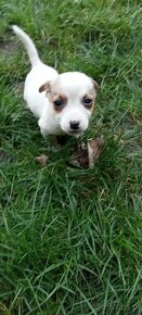 Jack Russell terrier - 9