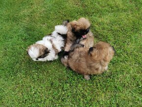 Pekińczyk Pekińczyki Nie Shih Tzu - 9