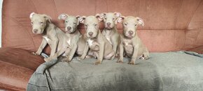 American Pit Bull Silwerfawn pitbull - 9