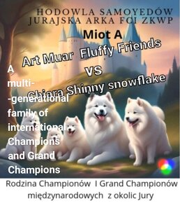 Samoyed z rodziny Grand  Championów międzynarodowych - 9