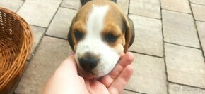 Beagle tricolor - 9