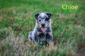 Australian cattle dog - 9