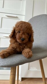 Pudel zabawkowy  / Toy Poodle / Toy Pudle / Той Пудель - 9