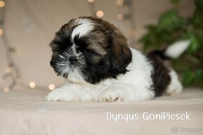 Shih Tzu Tricolor - 9