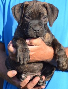 SPRZEDAM szczenieta rasy boerboel - 9