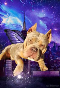 Szczenięta American Bully Pocket Exotic Top Bloodline - 9