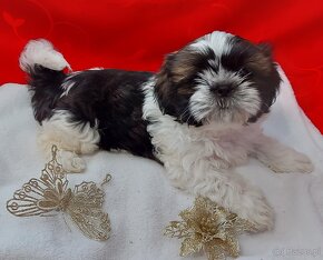 Wesole pieski shih tzu - 9